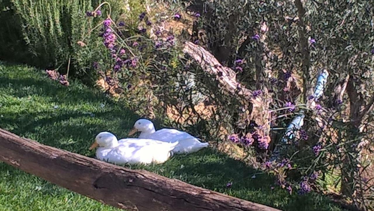 Piccolo Relais Galletto Di Marzo Spa E Relax Solo Per Due Paciano Dış mekan fotoğraf